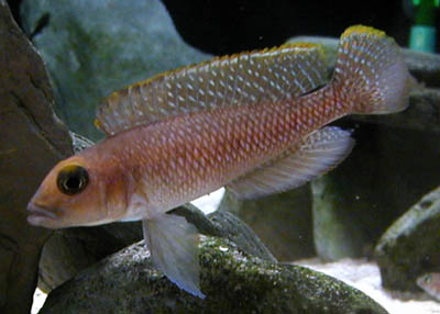 Lamprologus ornatipinnis